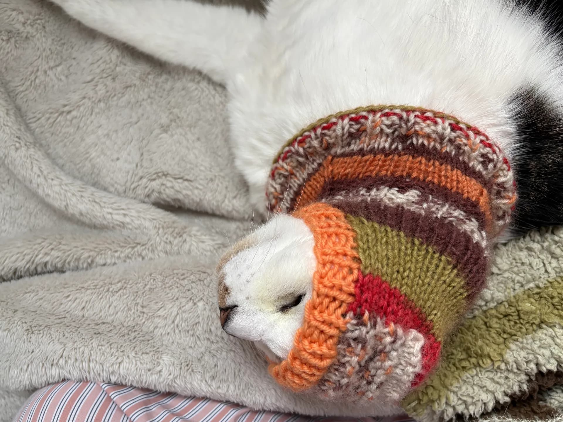 고양이 바라클라바