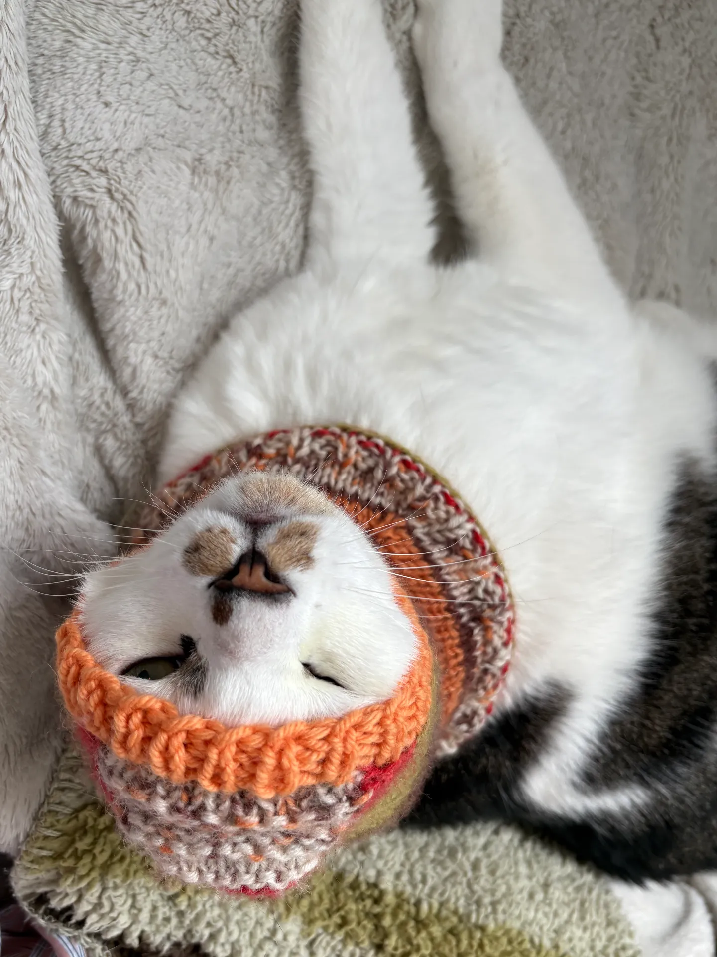 고양이 바라클라바