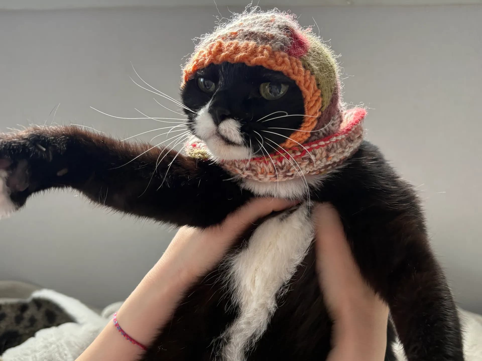 고양이 바라클라바
